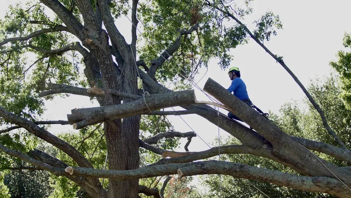 Professional Crown Thinning performed by certified arborists in Greer